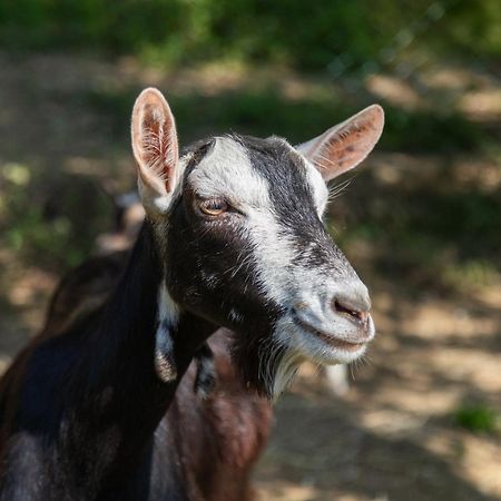 Alpaca Country House بونتيديرا المظهر الخارجي الصورة