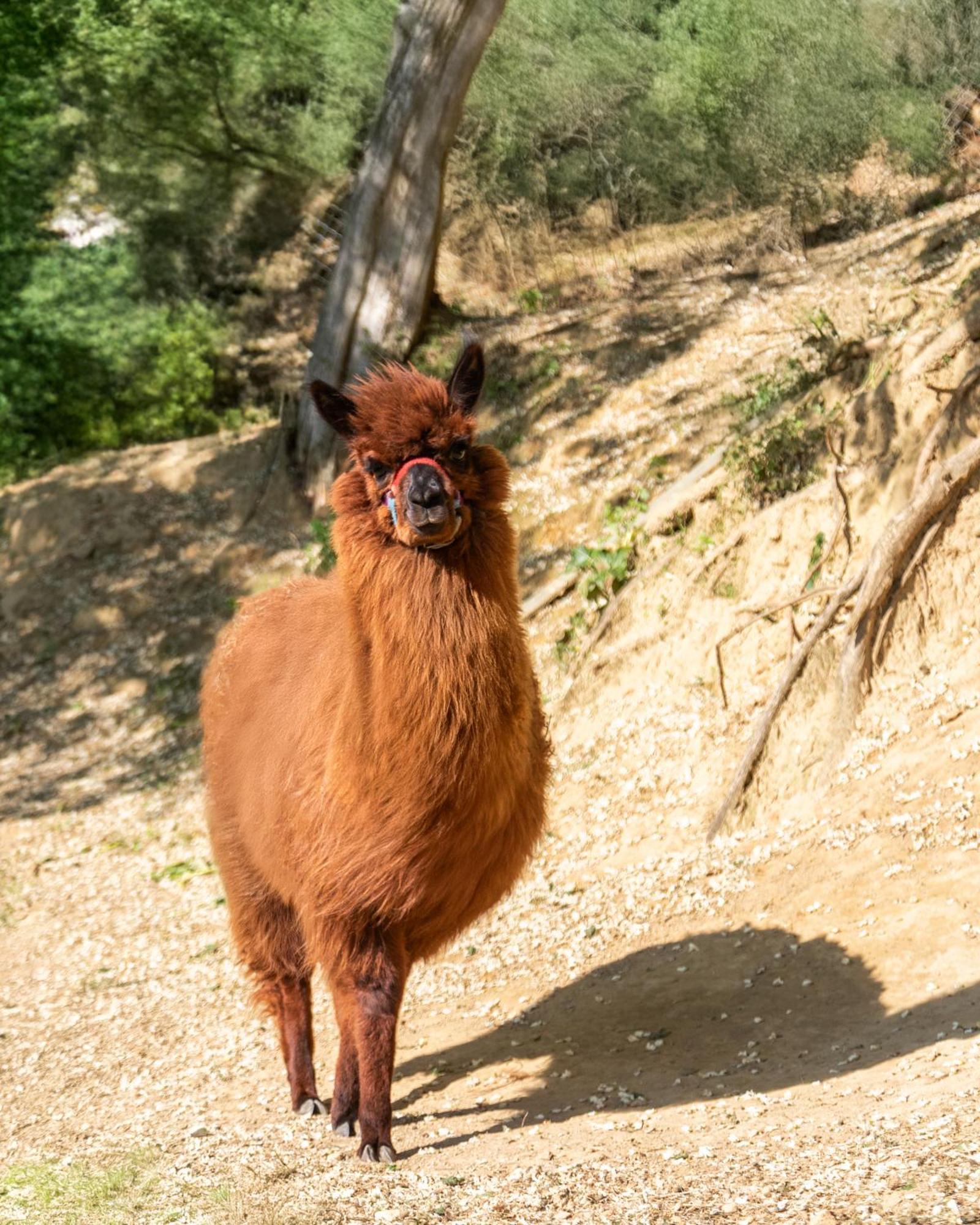 Alpaca Country House بونتيديرا المظهر الخارجي الصورة