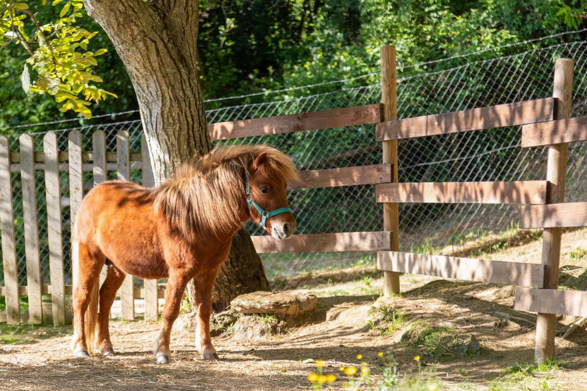 Alpaca Country House بونتيديرا المظهر الخارجي الصورة