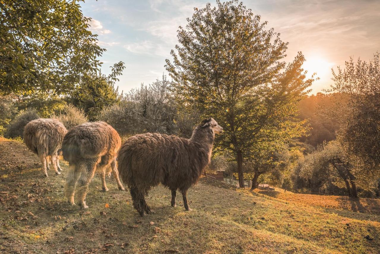 Alpaca Country House بونتيديرا المظهر الخارجي الصورة