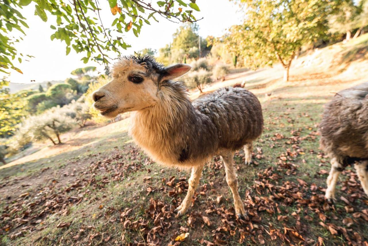 Alpaca Country House بونتيديرا المظهر الخارجي الصورة